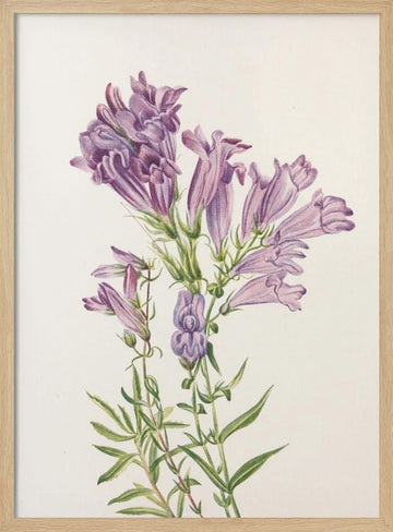 Purple Penstemon From North American Wildflowers (1925) By Mary Vaux Walcott | Poster - Wood Frame Interior