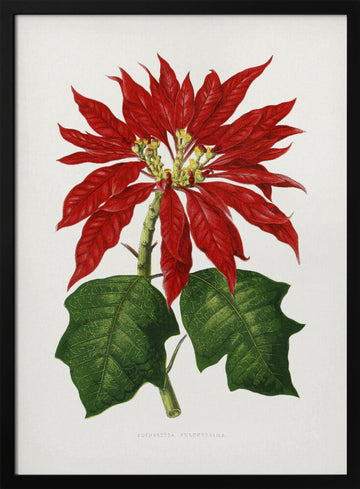 Poinsettia Pulcherrima Leaf Illustration | Poster - Black Metal Frame Interior