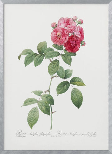 Seven Sisters Roses, Les Roses (1817–1824) | Poster - Silver Frame Interior