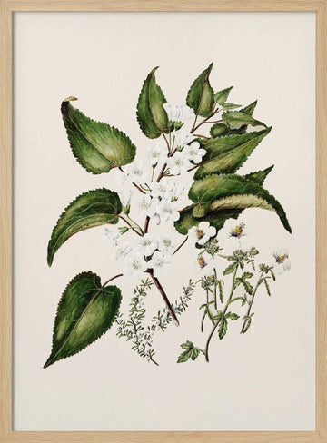 Hibiscus Trianium  By Sarah Featon (1848–1927 | Poster - Wood Frame Interior
