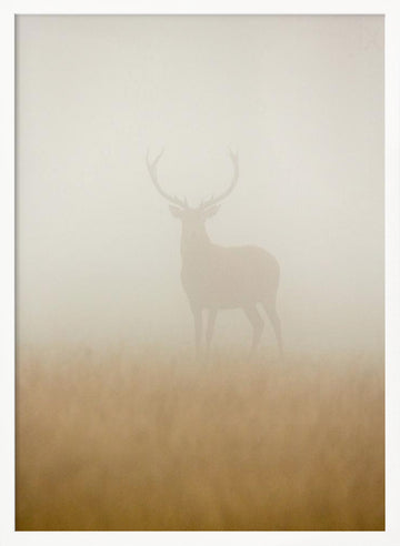 Stag in Morning Mist | Poster - White Frame Interior