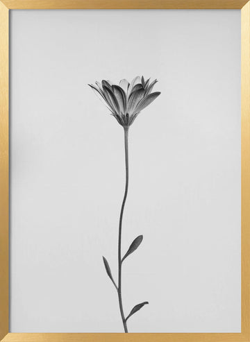 Elegant Floral Silhouette | Poster - Gold Frame Interior