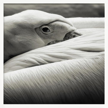 Calm Pelican Close-up | Poster - White Frame Interior