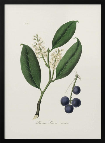 Cherry Laurel (prunus Laurocerasus) Medical Botany | Poster - Black Metal Frame Interior