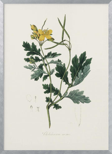 Greater Celandine (chelidonium Majus) Medical Botany | Poster - Silver Frame Interior