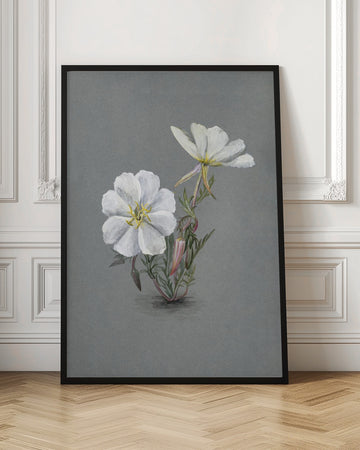 Giant Helleborine (1880) | Poster - Room Interior 1