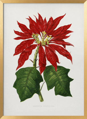 Poinsettia Pulcherrima Leaf Illustration | Poster - Gold Frame Interior