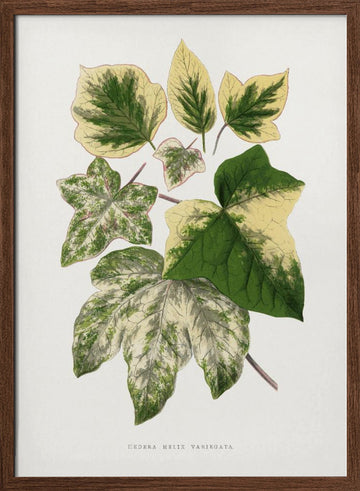 Green Leaf Illustration | Poster - Walnut Frame Interior