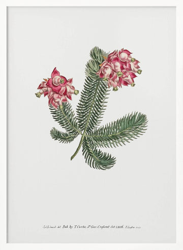 Erica Glauca   Flower Garden Displayed By Francis Sansom | Poster - White Frame Interior