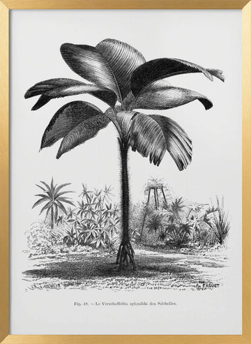 Vintage Palm Tree Drawing Iii | Poster - Gold Frame Interior
