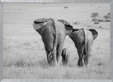 African Elephant Family | Poster - Silver Frame Interior