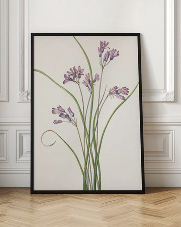 Wild Hyacinth From North American Wildflowers (1925) By Mary Vaux Walcott | Poster - Room Interior 1