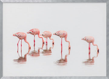 Wading Pink Flamingos | Poster - Silver Frame Interior