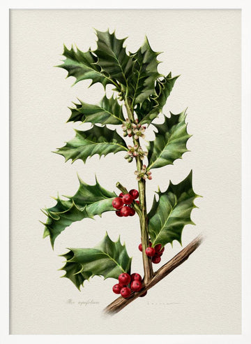 Festive Holly Berries | Poster - White Frame Interior