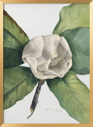 Southern Magnolia (1918) | Poster - Gold Frame Interior