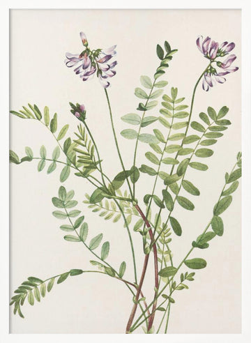 Alpine Milkvetch From North American Wildflowers (1925) By Mary Vaux Walcott | Poster - White Frame Interior