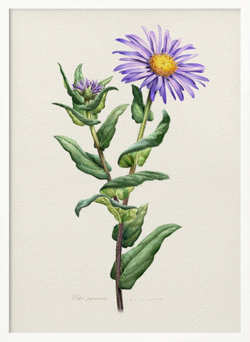 Purple Aster Botanical Study | Poster - White Frame Interior