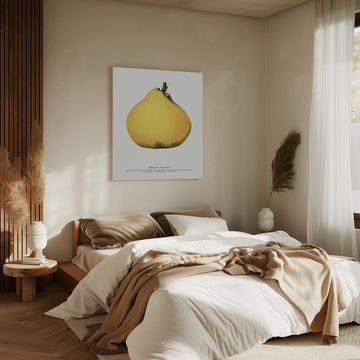 Meech's Prolific Pear Lithograph | Canvas - Room Interior 2