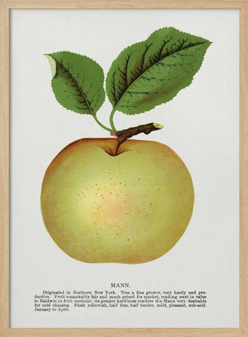 Mann Apple Lithograph | Poster - Wood Frame Interior