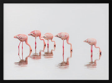 Wading Pink Flamingos | Poster - Black Metal Frame Interior