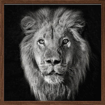 Regal Lion Portrait | Poster - Walnut Frame Interior