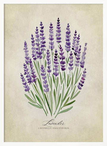 Purple Lavender Botanical | Poster - White Frame Interior