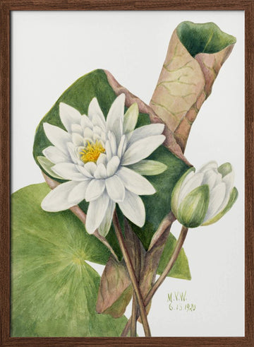 American Waterlily (1920) | Poster - Walnut Frame Interior