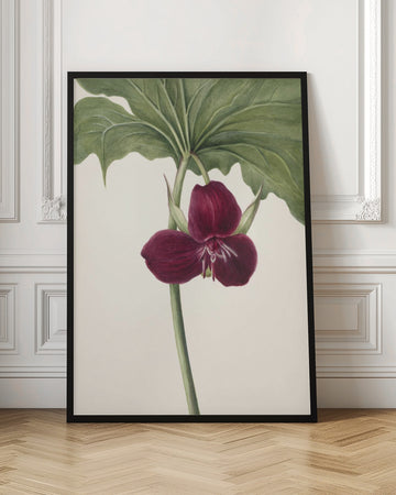 Sweet Trillium | Poster - Room Interior 1