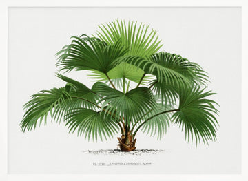 Livistona C | Poster - White Frame Interior