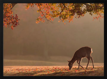 Deer in Autumn Light | Poster - Black Metal Frame Interior