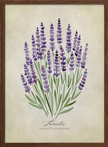 Purple Lavender Botanical | Poster - Walnut Frame Interior