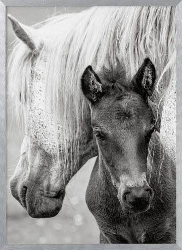 Mare and Foal | Poster - Silver Frame Interior
