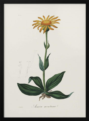 Mountain Arnica (arnica Montana) Medical Botany | Poster - Black Metal Frame Interior