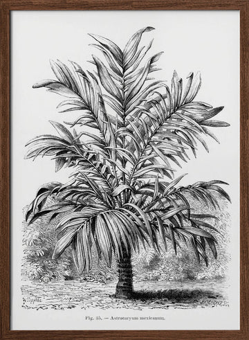 Vintage Palm Tree Drawing Ix | Poster - Walnut Frame Interior