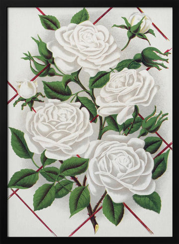 White Rose, Baltimore Belle Lithograph | Poster - Black Metal Frame Interior