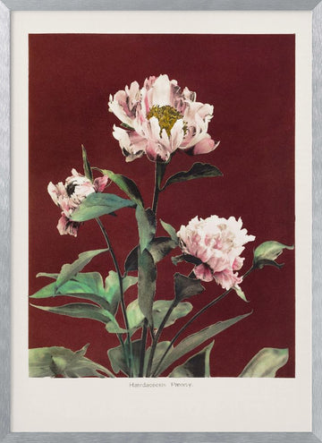 Hærdaceous Peony no2 | Poster - Silver Frame Interior