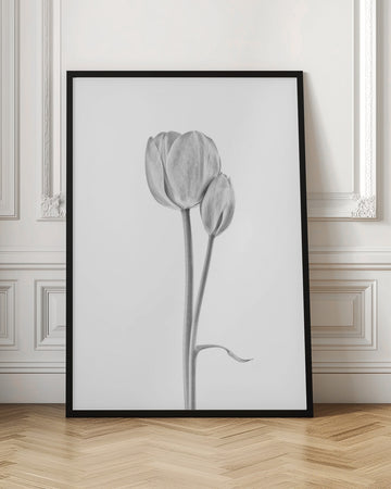Elegant Tulip Pair | Poster - Room Interior 1