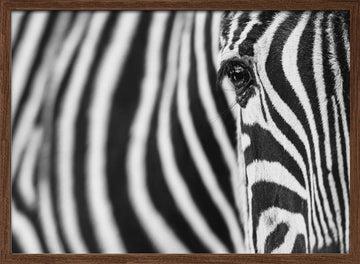 Zebra's Intense Eye | Poster - Walnut Frame Interior
