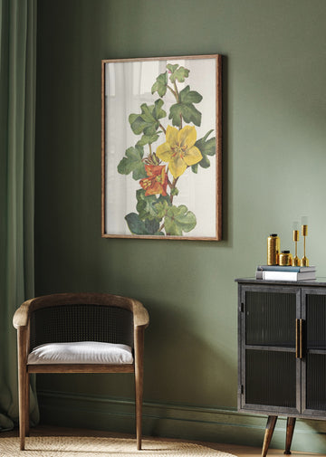 Mexican Fremontia From North American Wildflowers (1925) By Mary Vaux Walcott | Poster - Room Interior 2