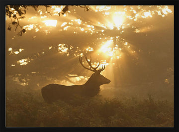 Stag in Golden Light | Poster - Black Metal Frame Interior