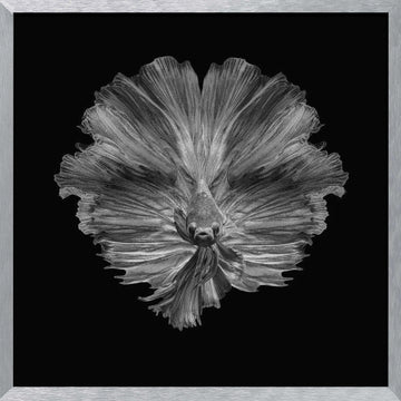 Graceful Betta Portrait | Poster - Silver Frame Interior