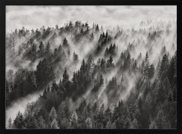 Misty Forest Light Rays | Poster - Black Metal Frame Interior