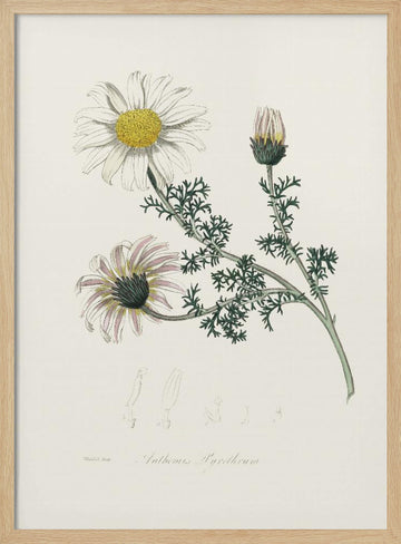 Mount Atlas Daisy (anthemis Pyrethrum) Medical Botany | Poster - Wood Frame Interior