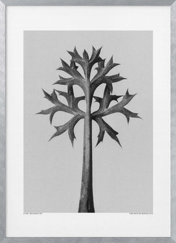 Eryngium Bourgatii | Poster - Silver Frame Interior