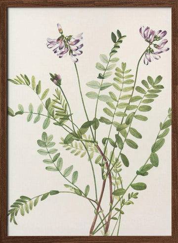Alpine Milkvetch From North American Wildflowers (1925) By Mary Vaux Walcott | Poster - Walnut Frame Interior