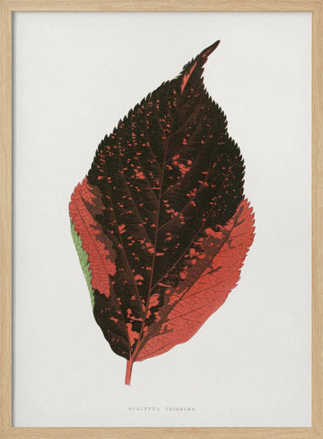Acalypha Tricolor Leaf Illustration | Poster - Wood Frame Interior