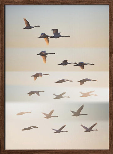 Swans in Golden Light | Poster - Walnut Frame Interior