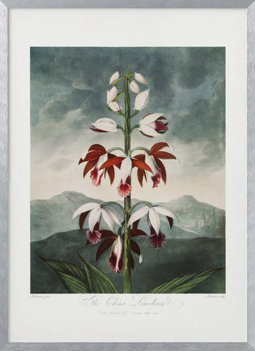 The Chinese Limodoron from The Temple of Flora (1807) | Poster - Silver Frame Interior
