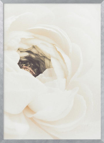 Soft White Ranunculus Bloom | Poster - Silver Frame Interior