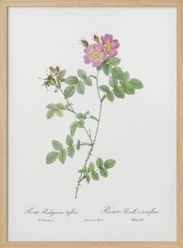 Sweetbriar, Les Roses (1817–1824) | Poster - Wood Frame Interior